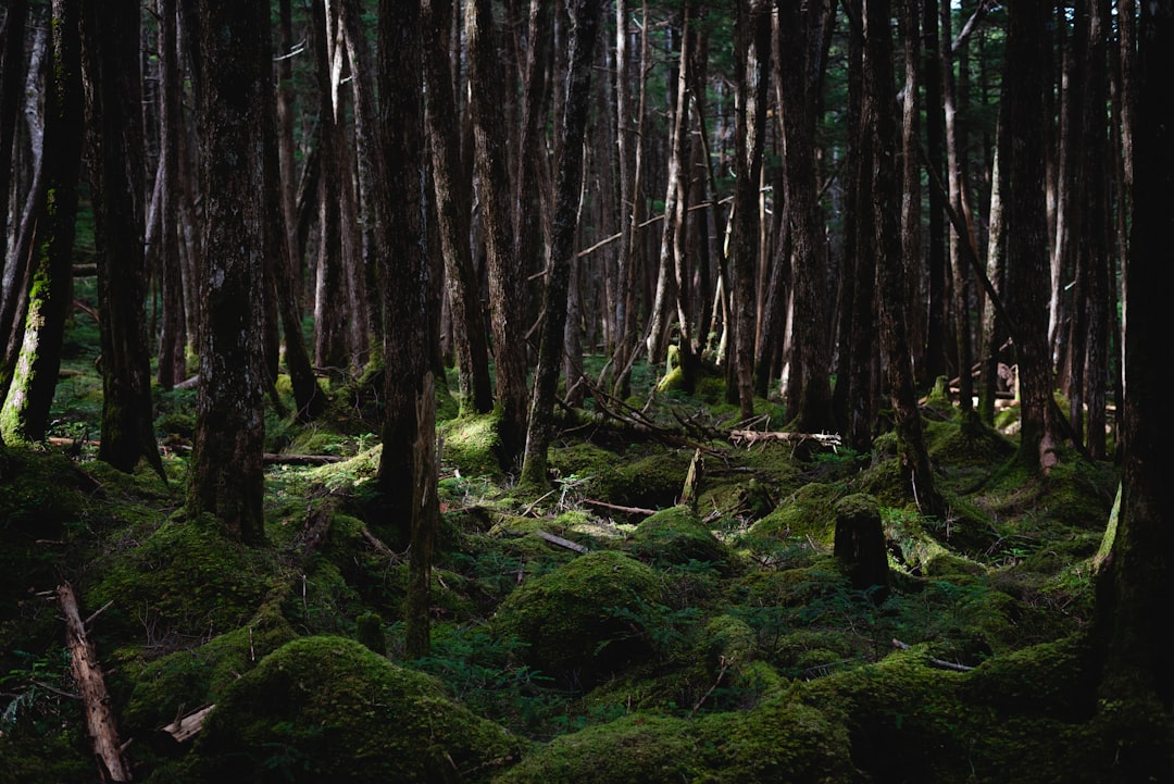 屋久島の苔むす登山道