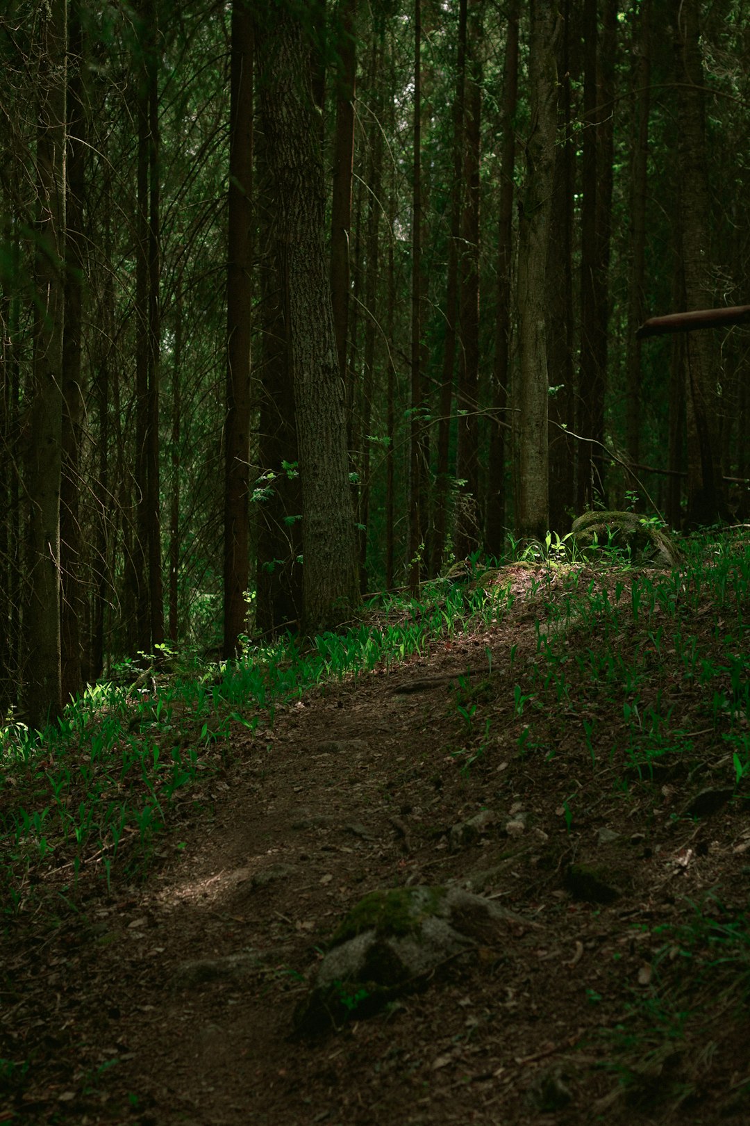 森の中を歩く登山道のイメージ