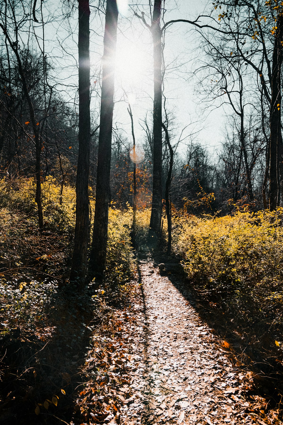 秋の紅葉に囲まれた山道