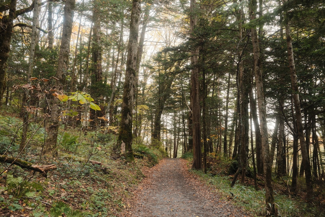 筑波山の登山道と紅葉