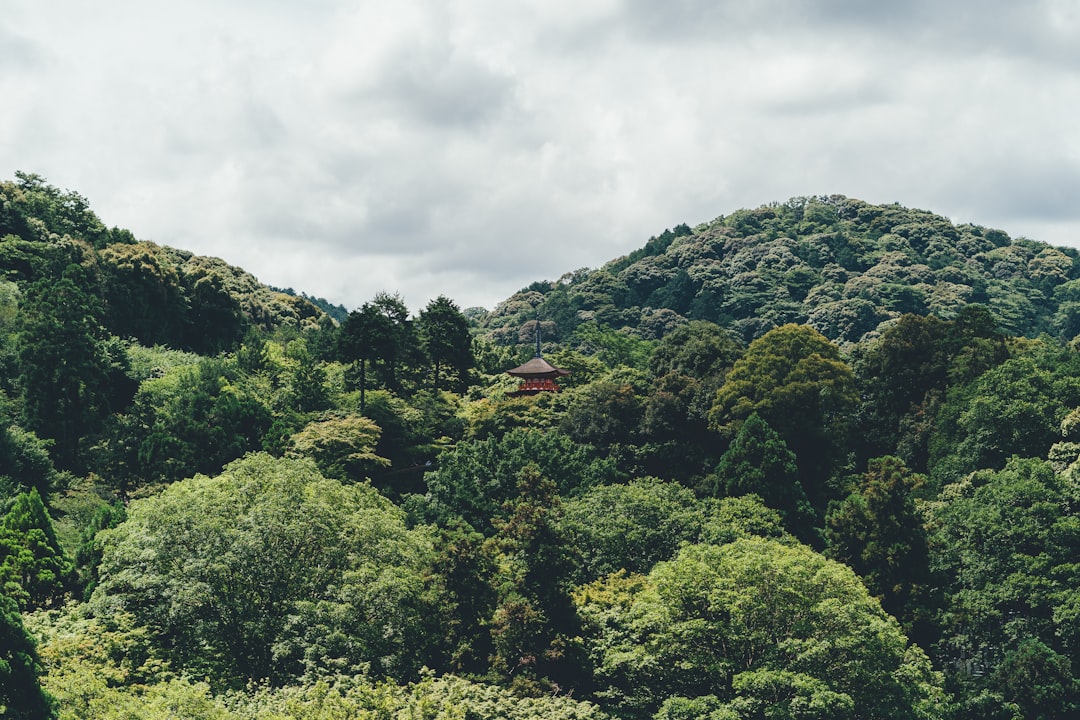 夏の緑が美しい低山の全景