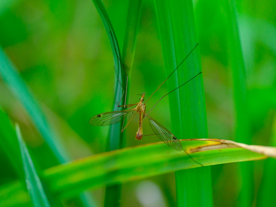 登山で注意すべき蚊やブヨ