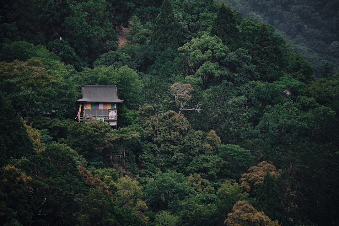 初夏の緑に覆われた関東の低山の山腹