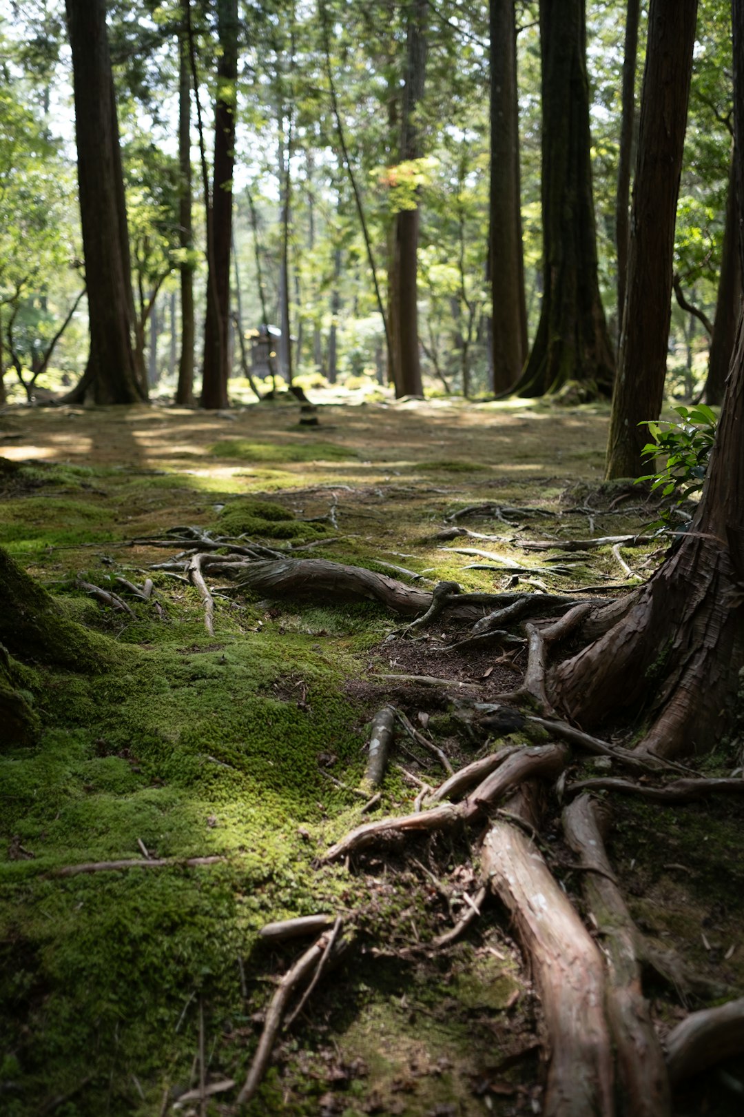 夏の低山 緑の登山道