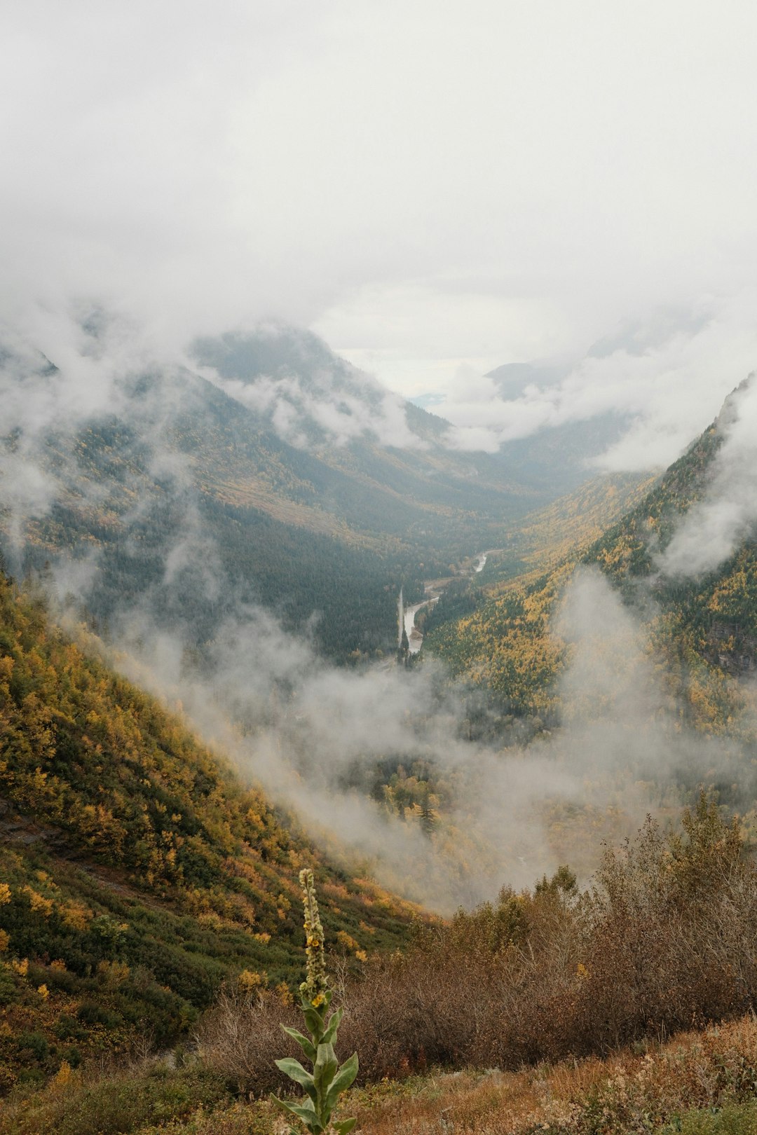 霧に包まれた秋の山渓谷と紅葉