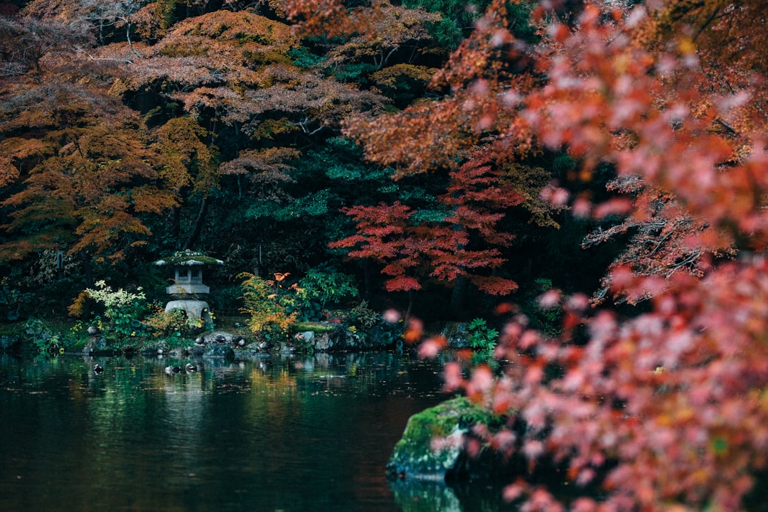 日本の紅葉