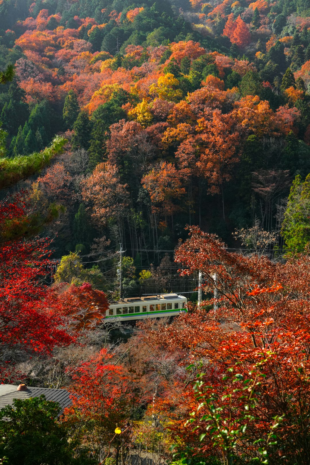 秋の紅葉の中を走る電車