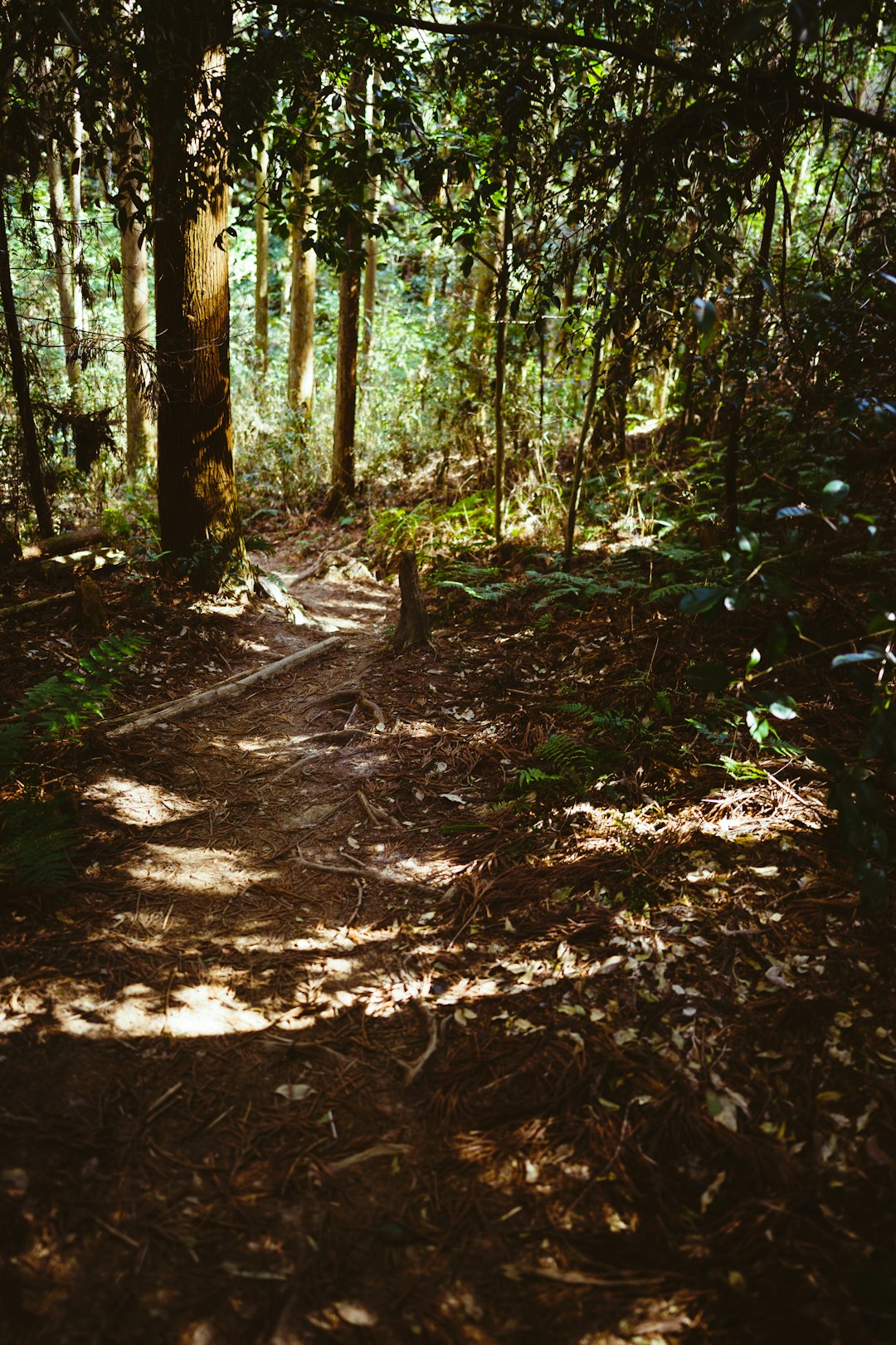 木漏れ日が差し込む里山の登山道