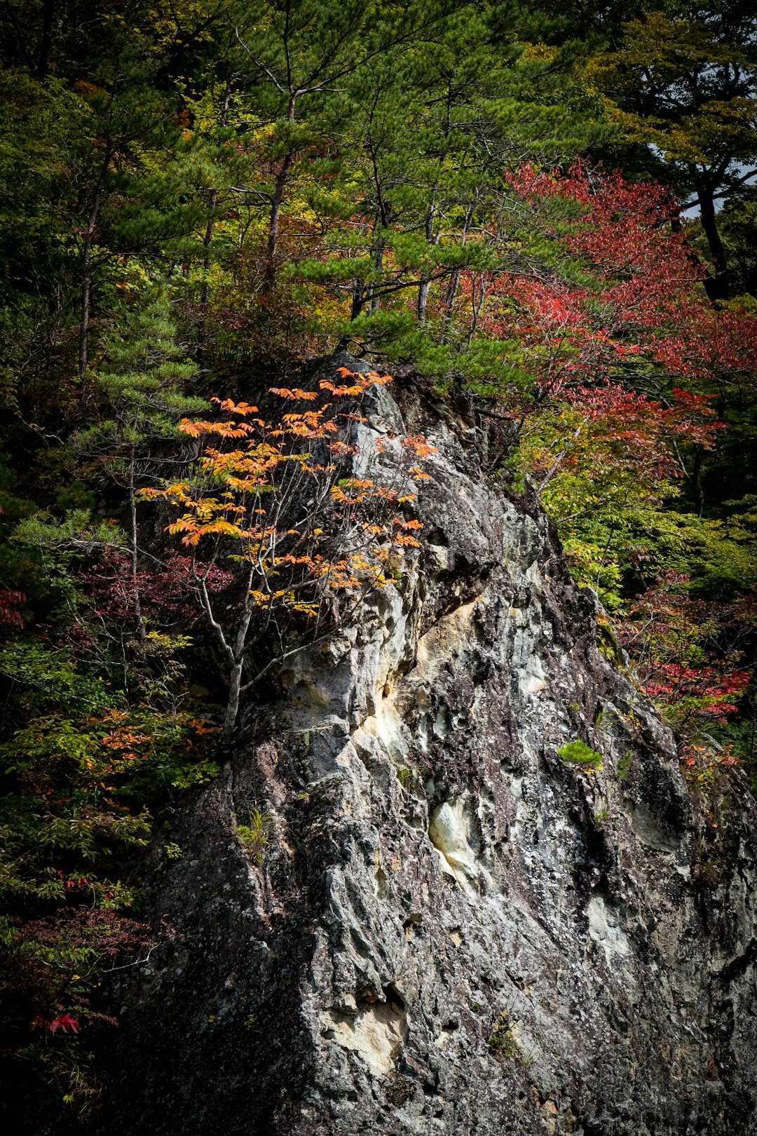 瑞牆山の花崗岩と紅葉