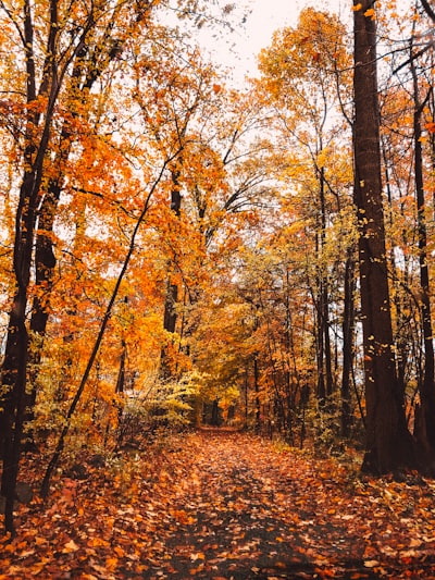 紅葉の登山道・秋の山歩き