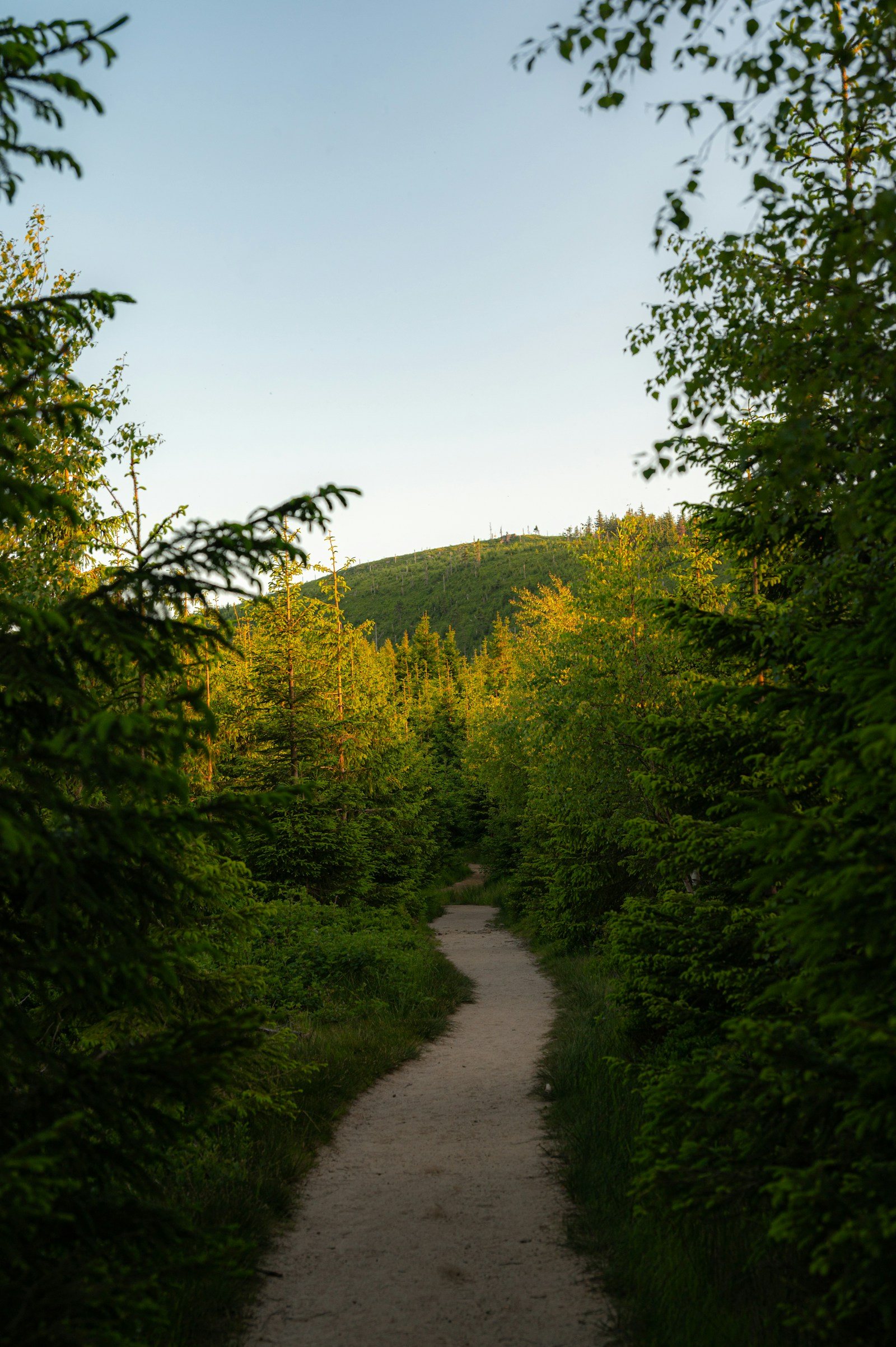 夏の森の登山道
