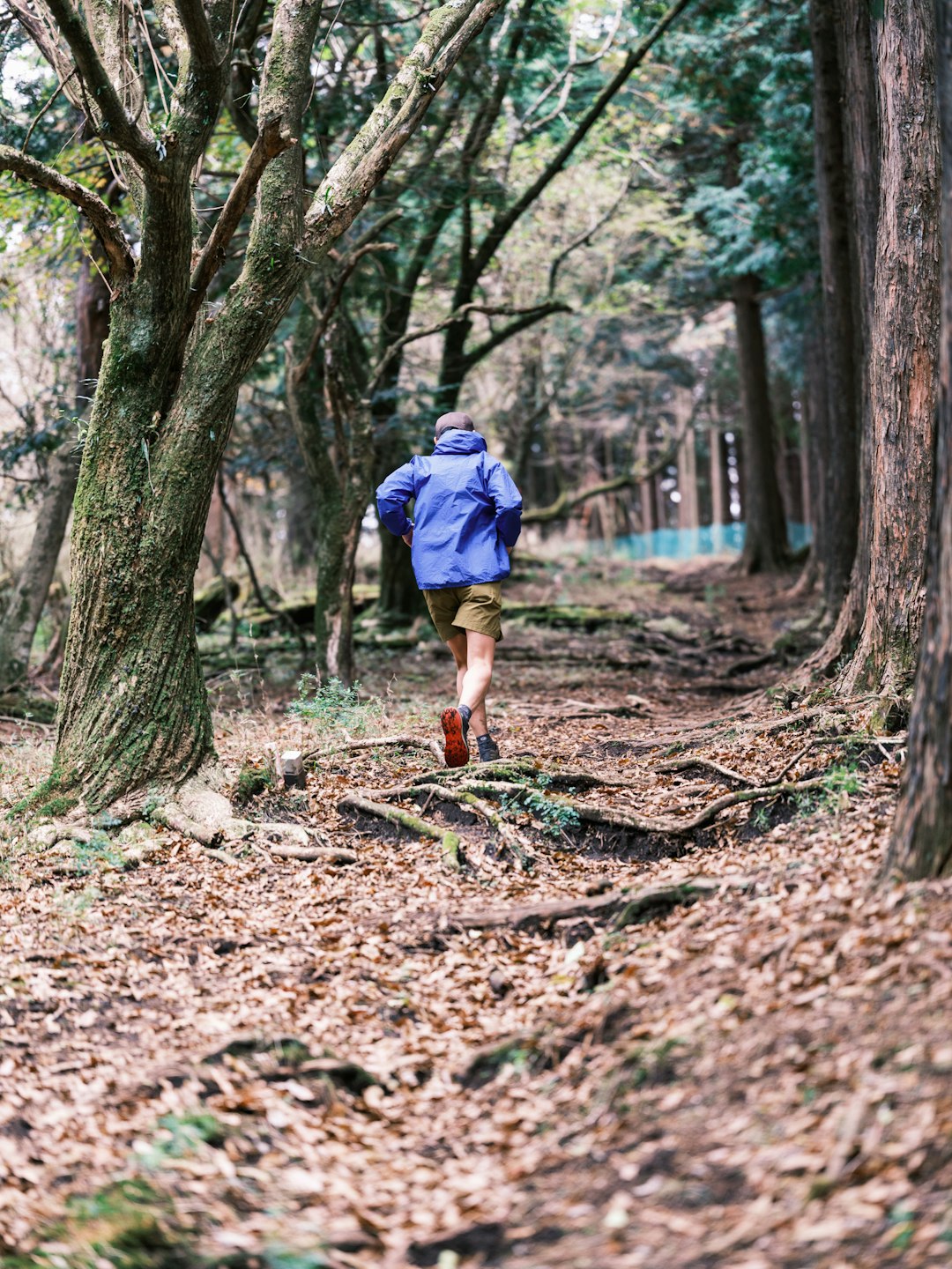 初心者向けの整備された登山道