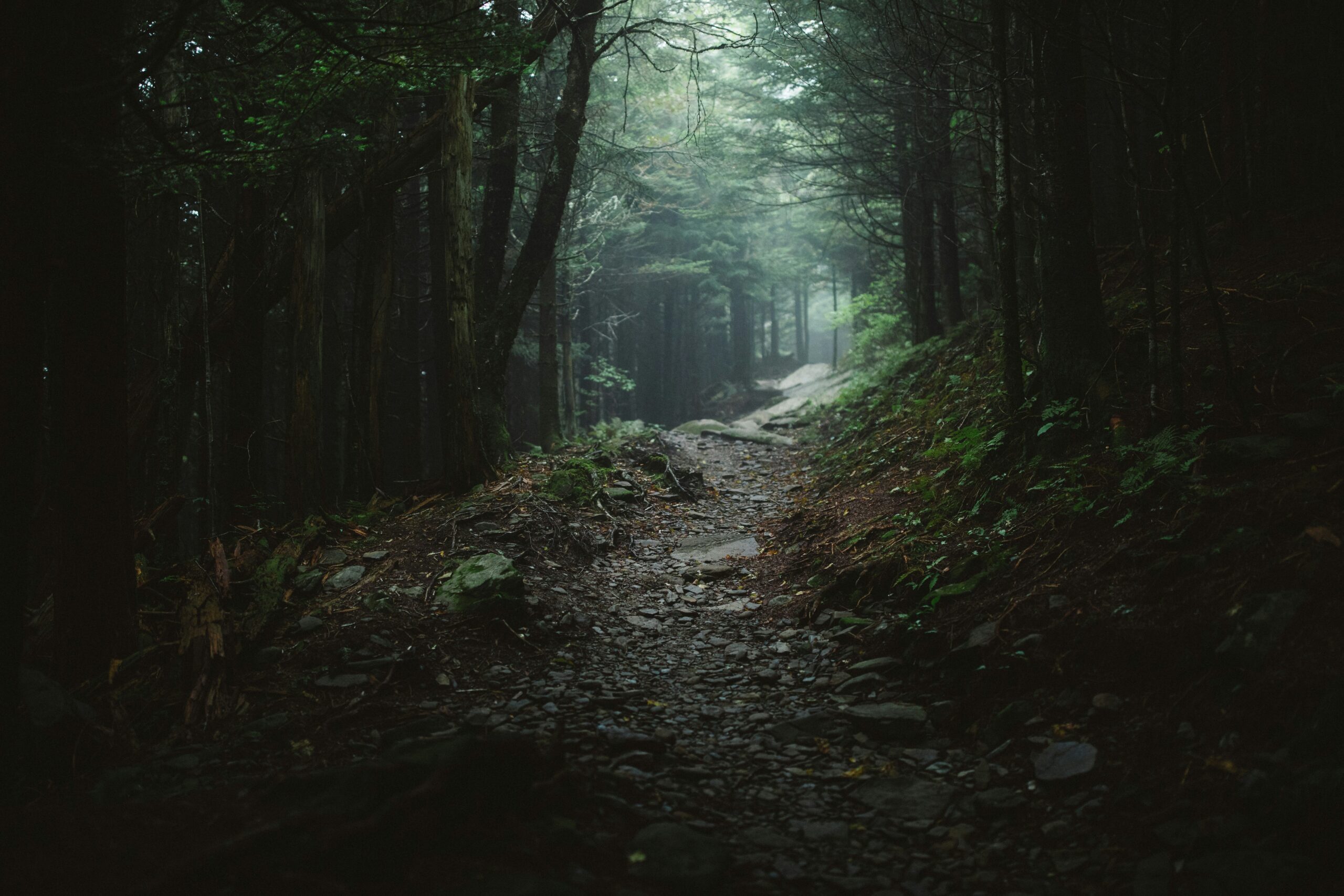 針葉樹林の登山道