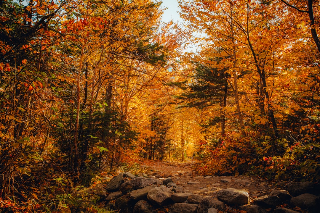 紅葉した森の登山道