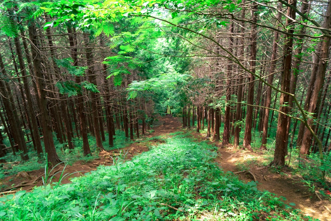 景信山周辺の登山道