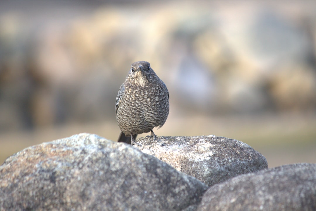 岩に止まるまだら模様の鳥