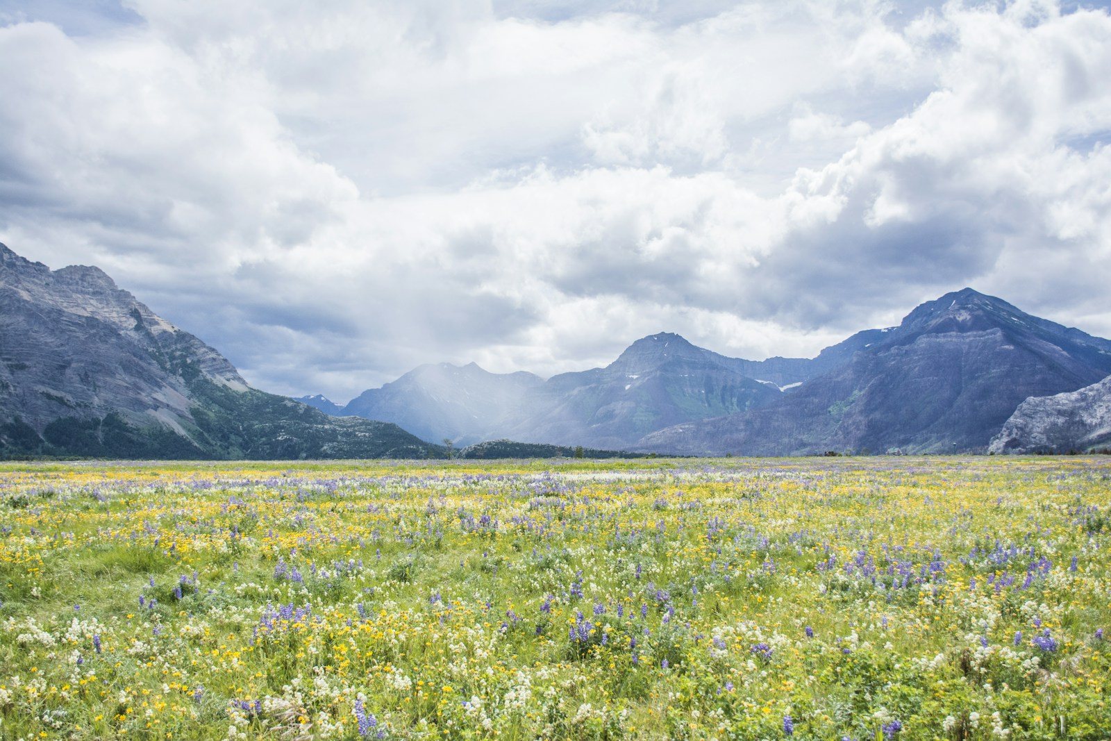 高山の草地に咲き広がる花