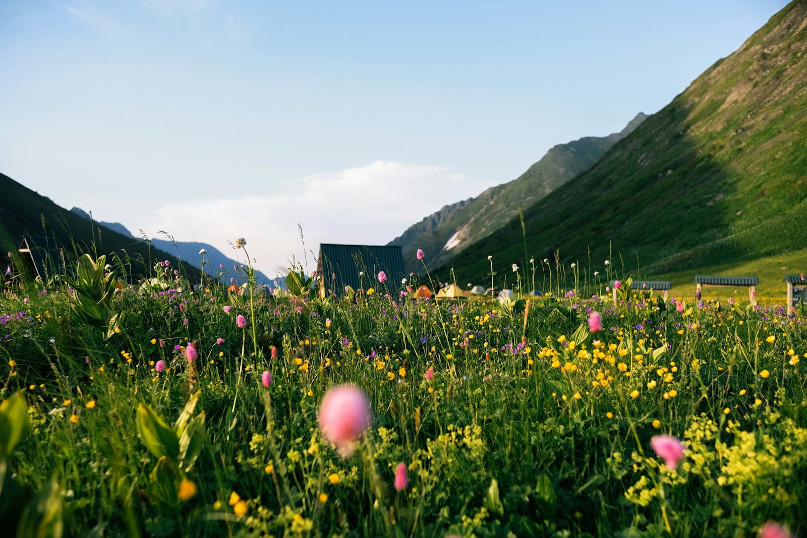 山を望む色とりどりの花畑