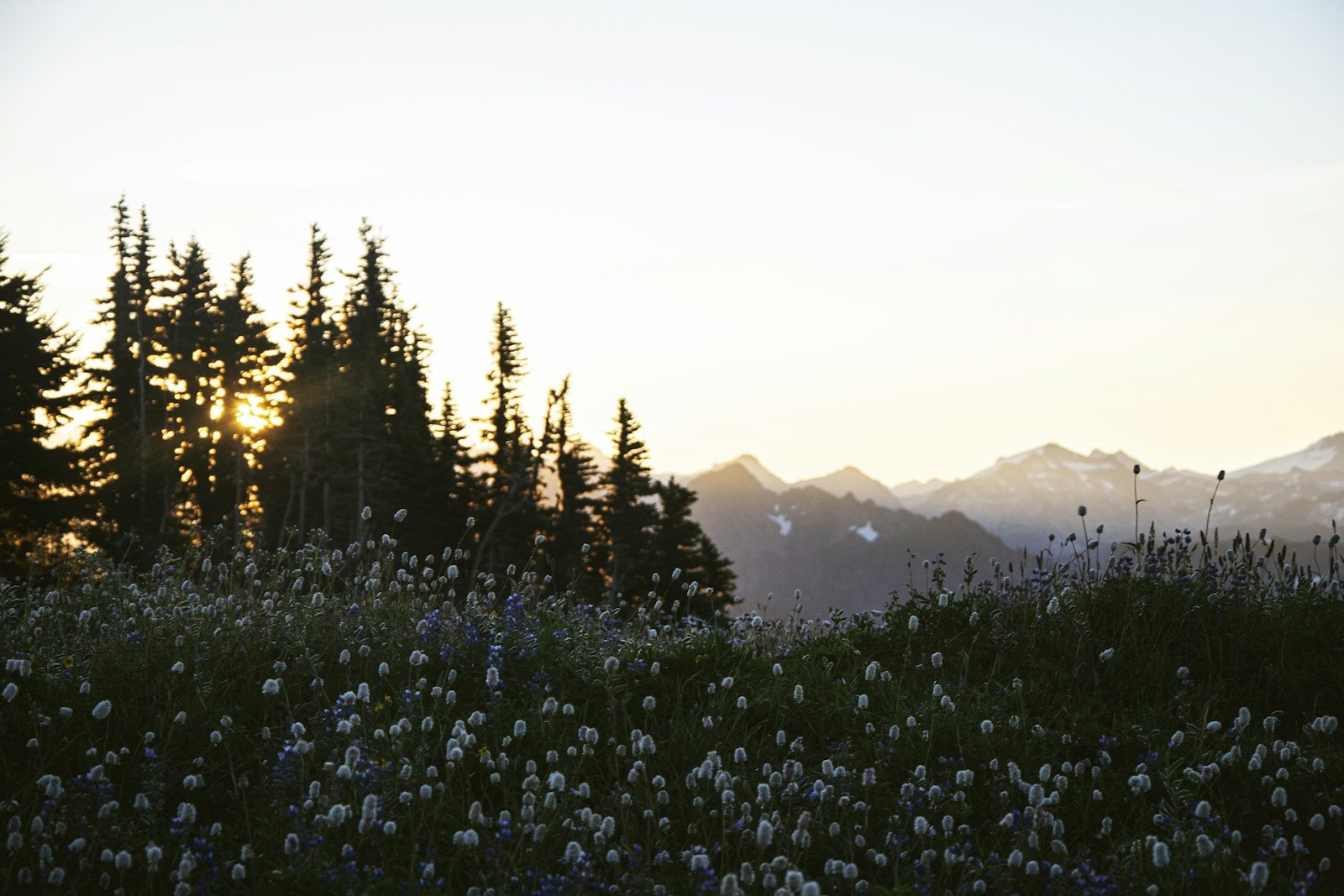 山のふもとに広がる草地