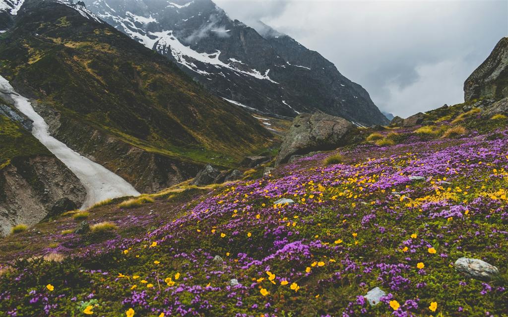 紫の花に覆われた山肌