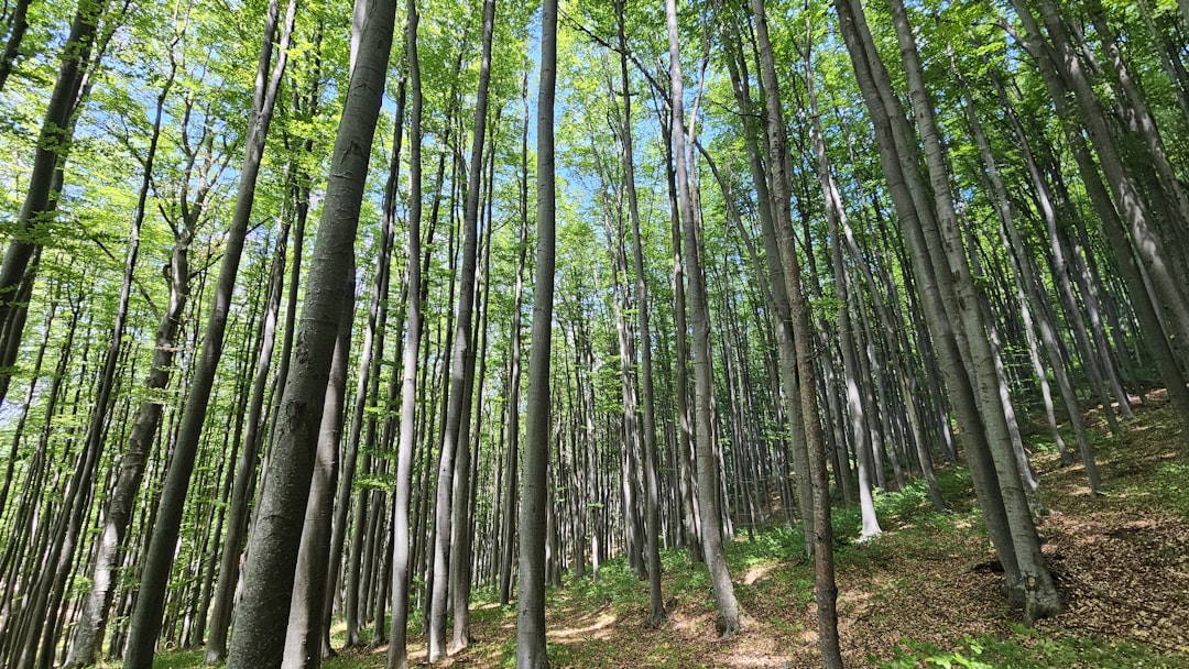 三頭山のブナ林の登山道