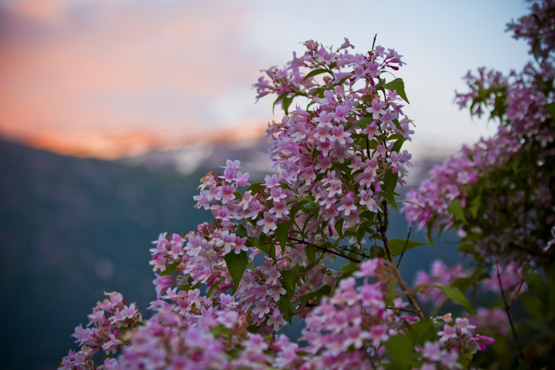 山に咲くピンクの花のイメージ