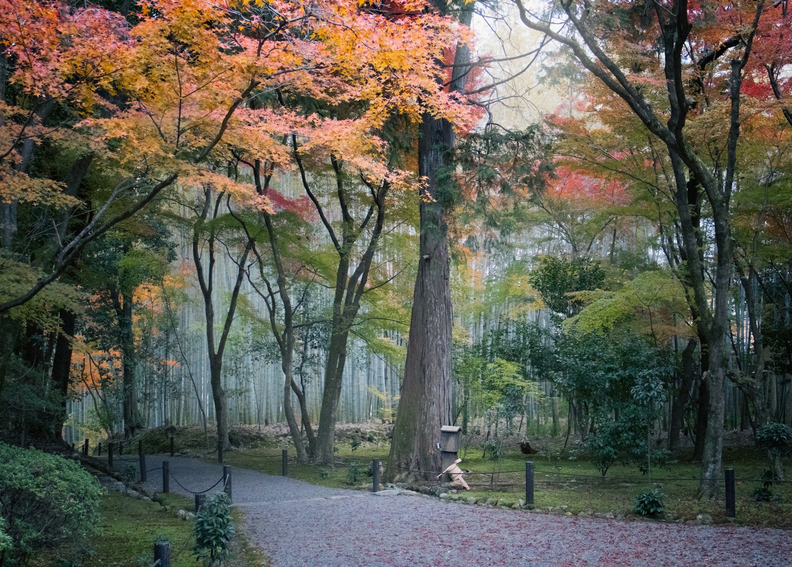 11月の関東の登山道を彩る落葉樹の紅葉
