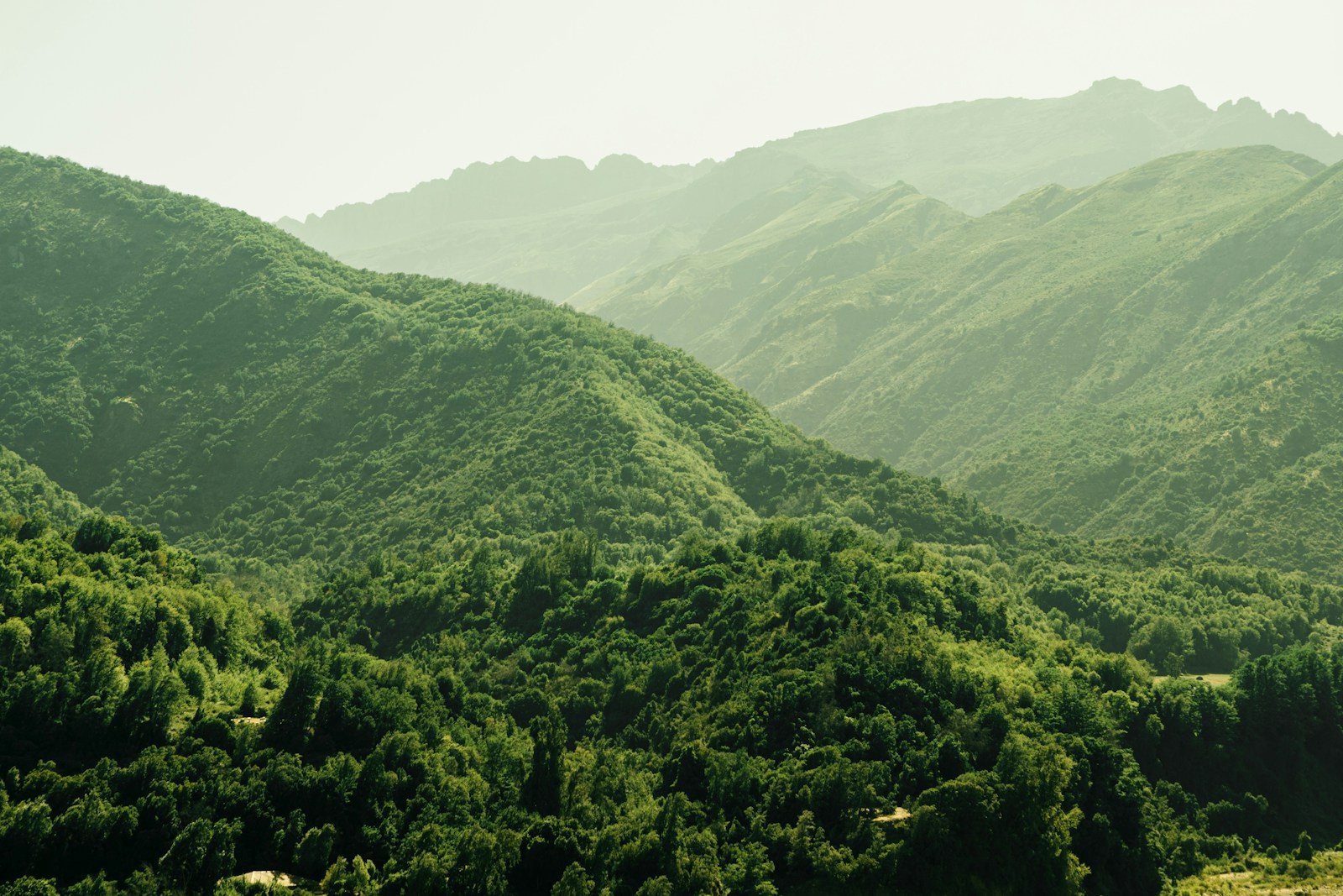 お盆でも静かな早朝の登山道
