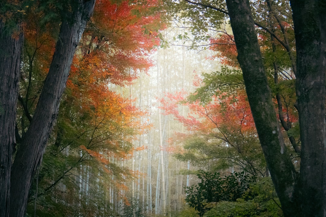 恩賜林イロハモミジの回廊の紅葉