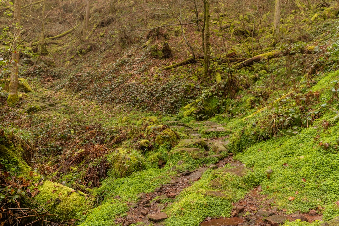 苔むした緑の森を抜ける小道
