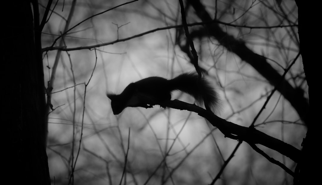 枝の上のリスのモノクロ写真