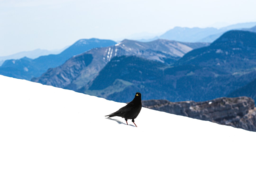 雪の斜面にいる雷鳥