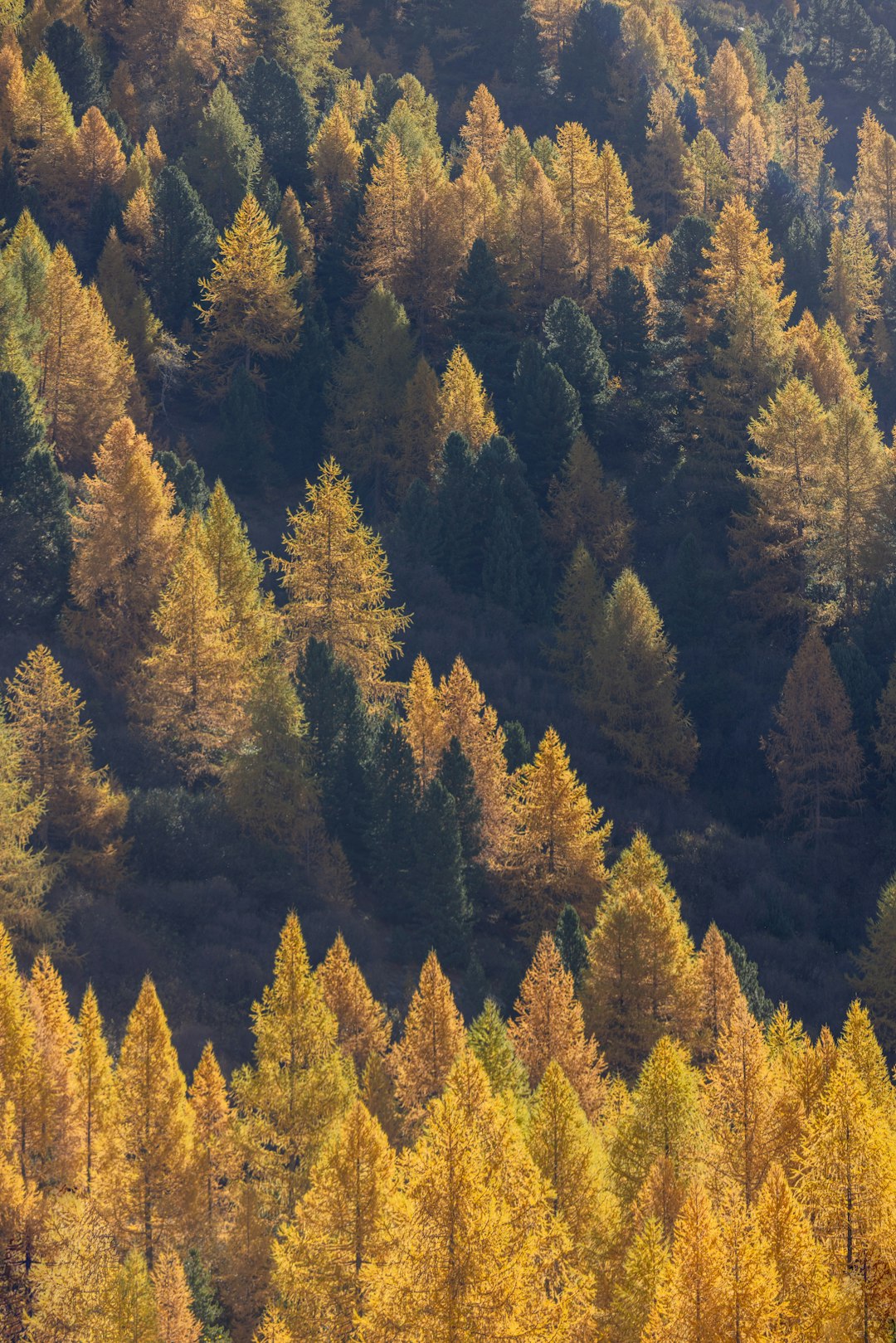 黄金色に染まる八ヶ岳の紅葉