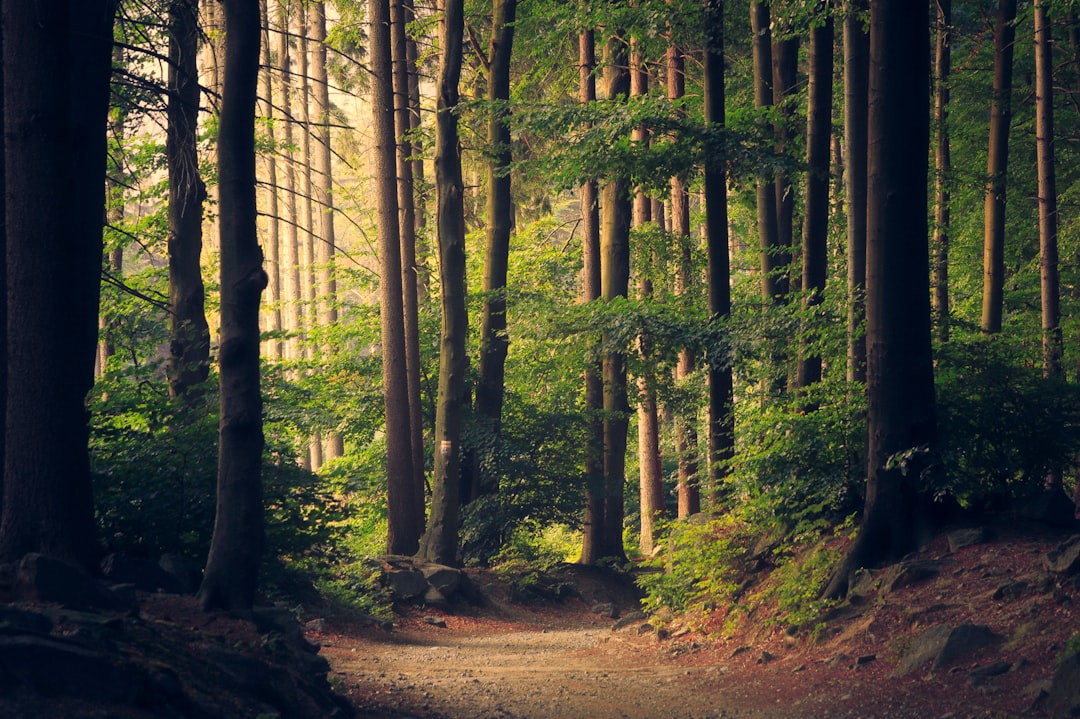 木々に囲まれた明るい山道