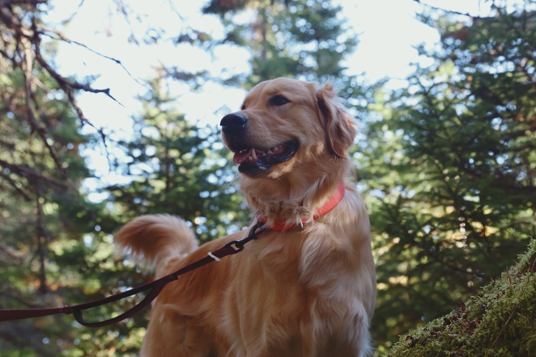 屋外でリードをつけた犬