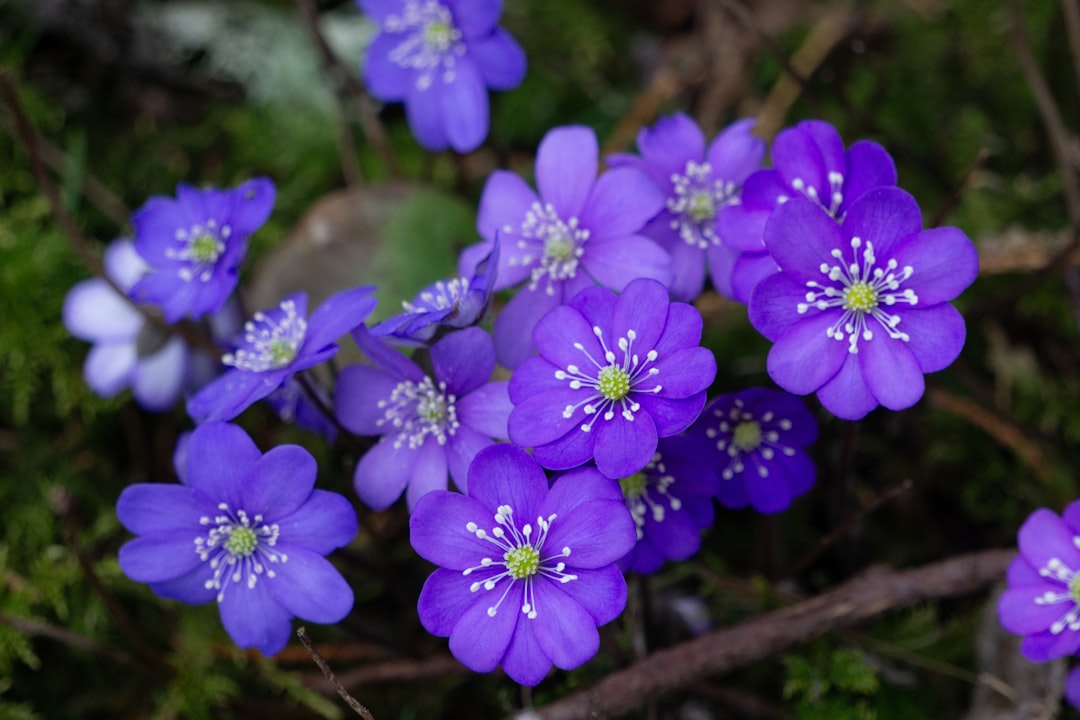 白と紫の早春の花