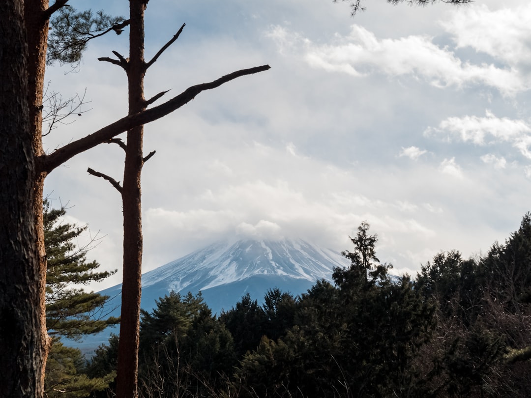 木々の間から見える富士山