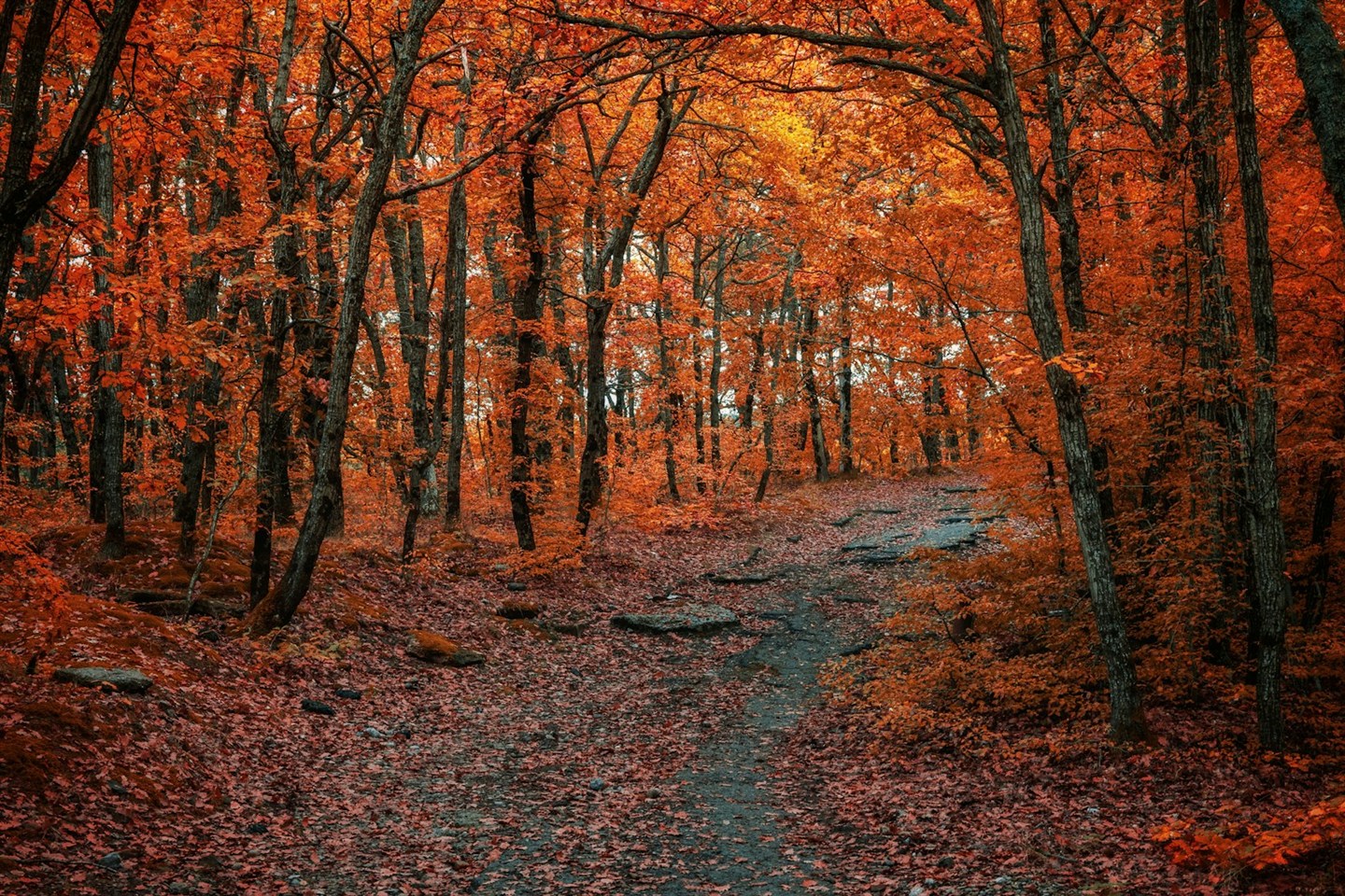 紅葉した山の樹林帯