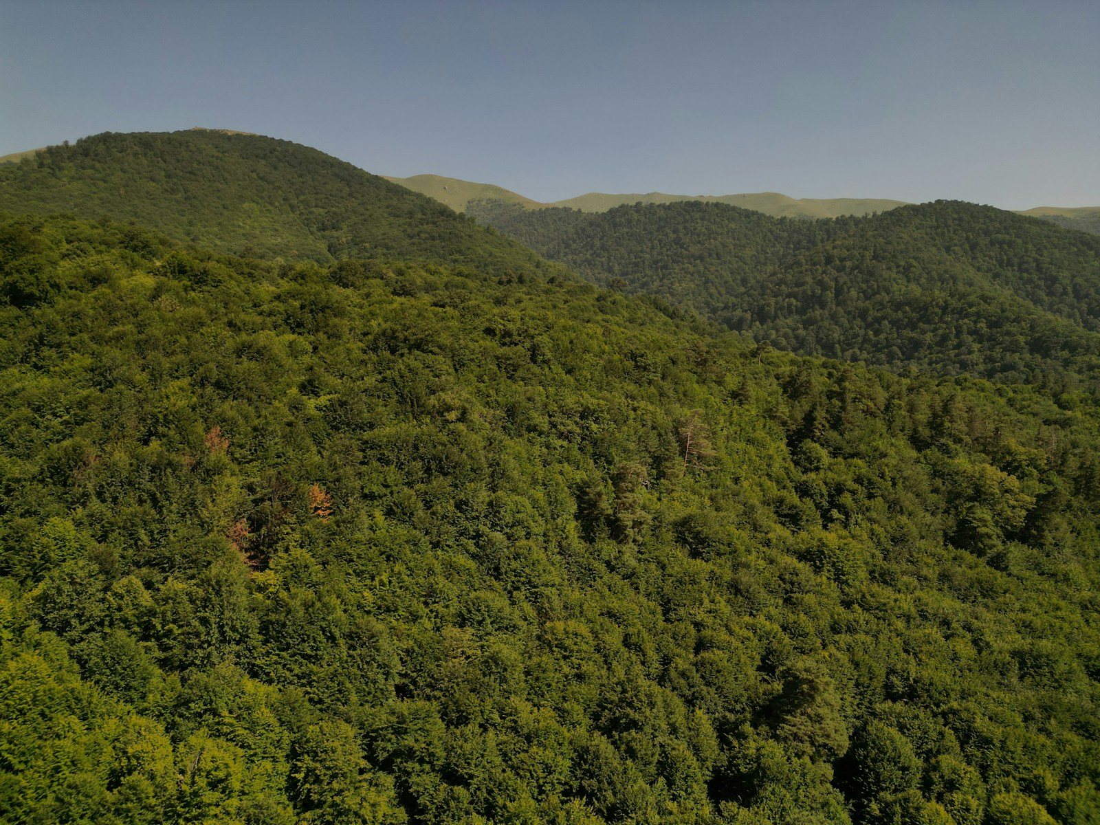 なだらかな山を覆う緑の森