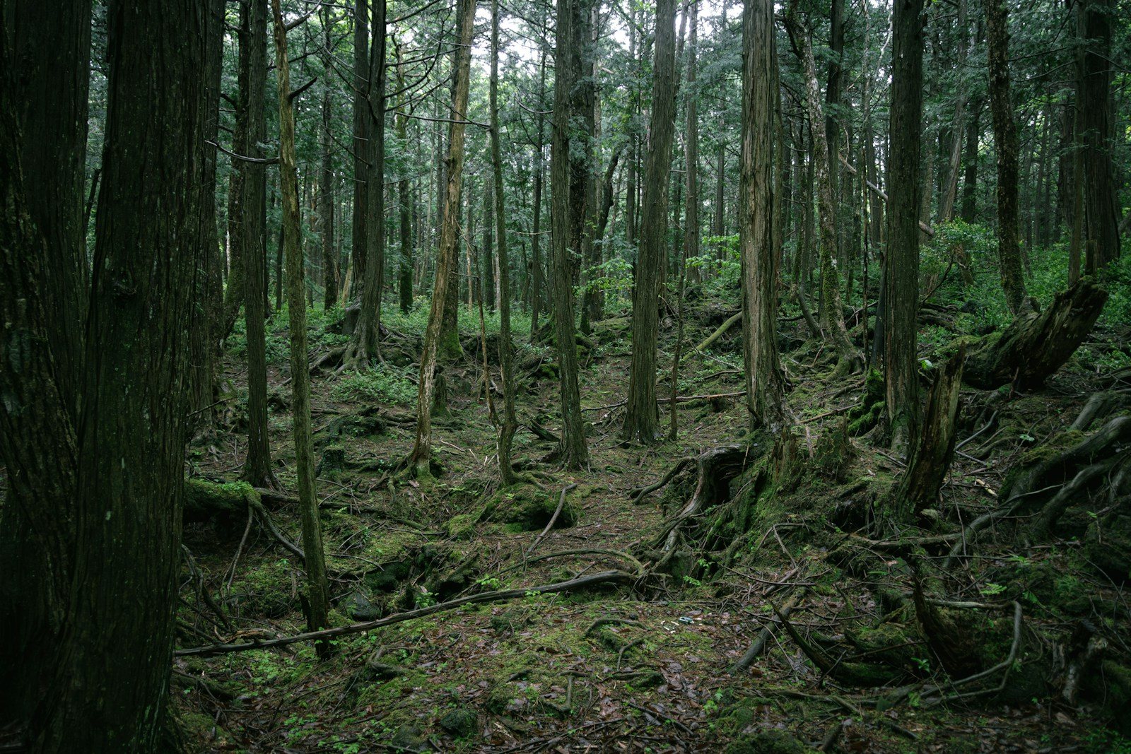 苔むした原生林の樹林帯