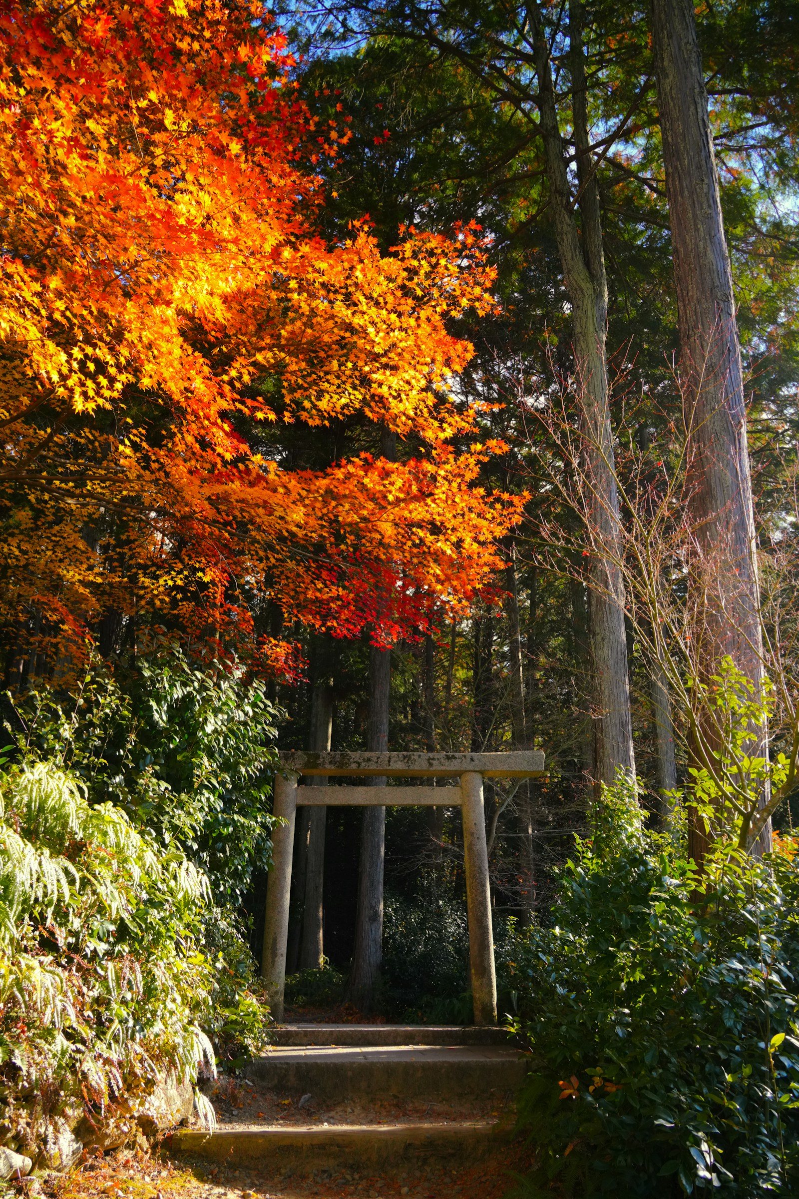 紅葉に囲まれた鳥居