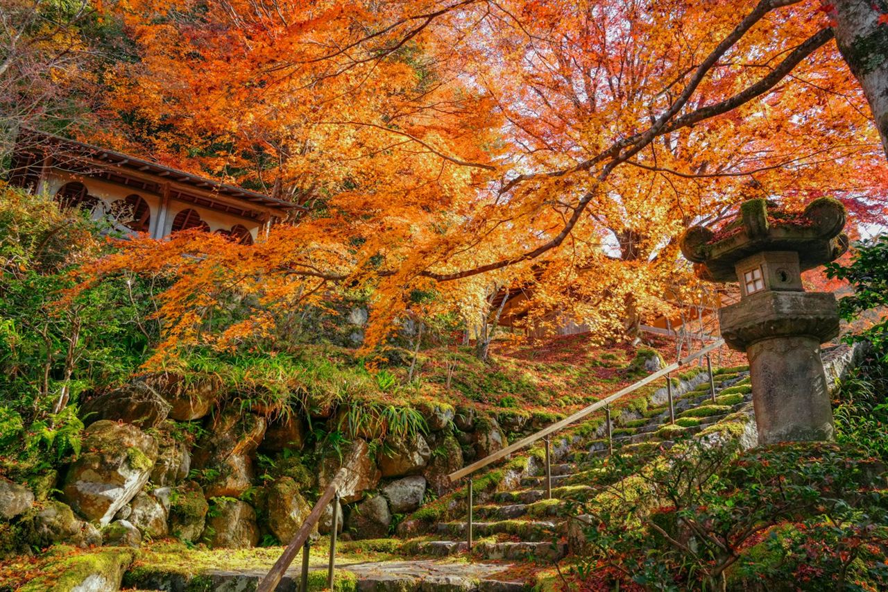 秋の参道と石畳