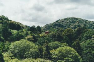 杉林に包まれた山あいの寺域