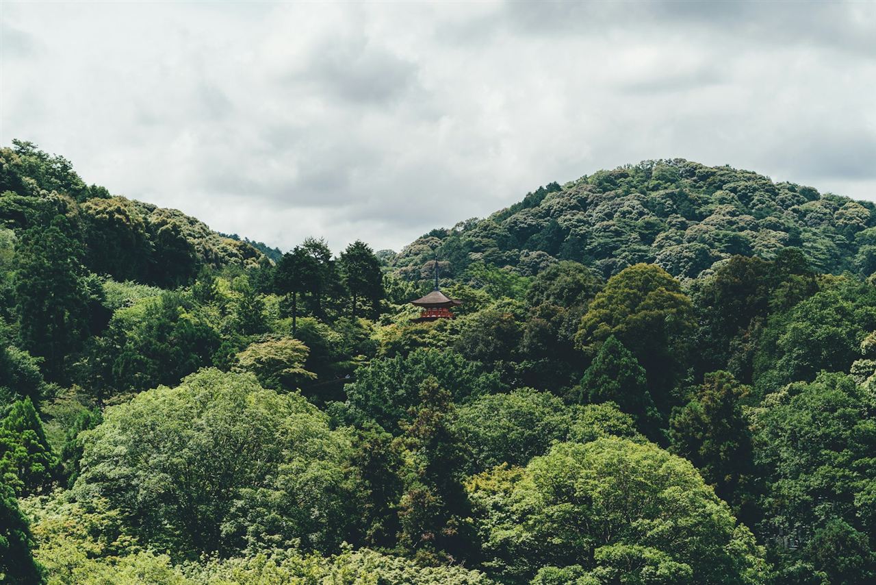 杉林に包まれた山あいの寺域