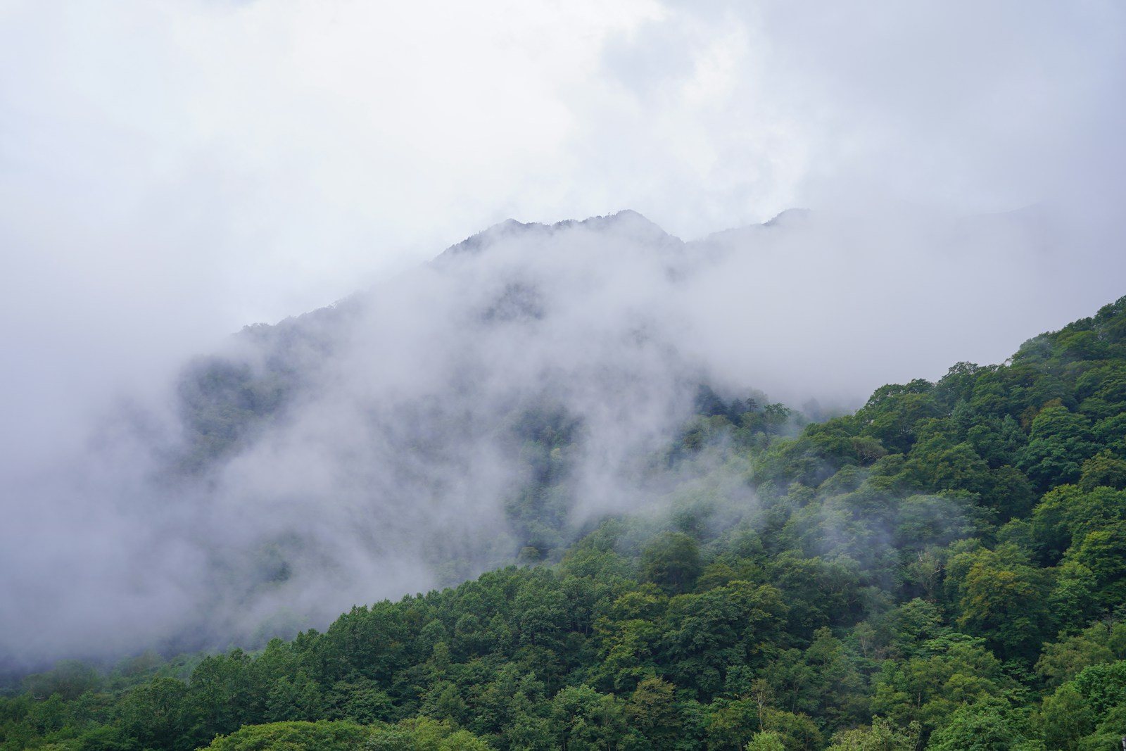 霧に包まれた樹林帯の尾根