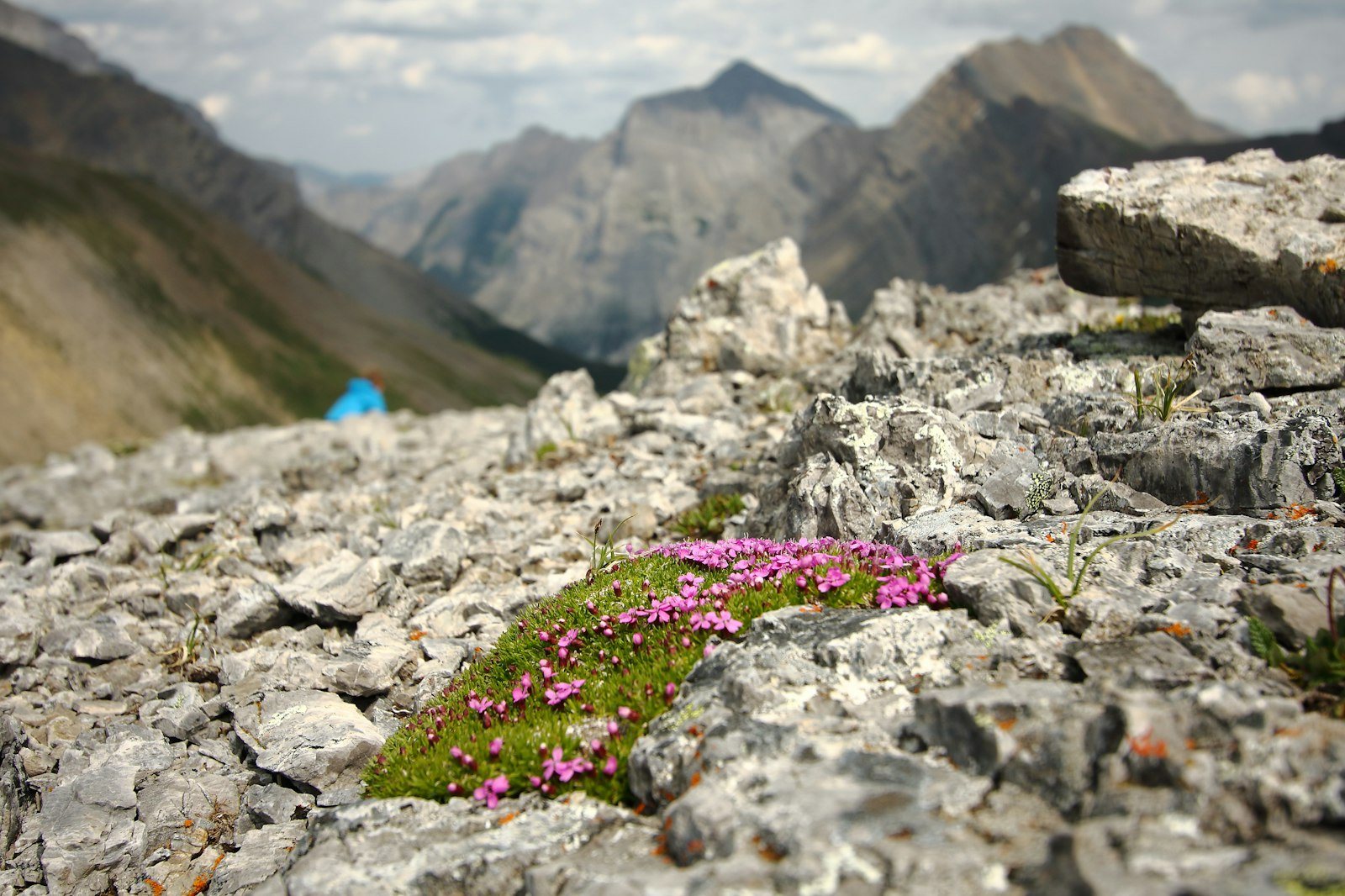 花が咲く登山道