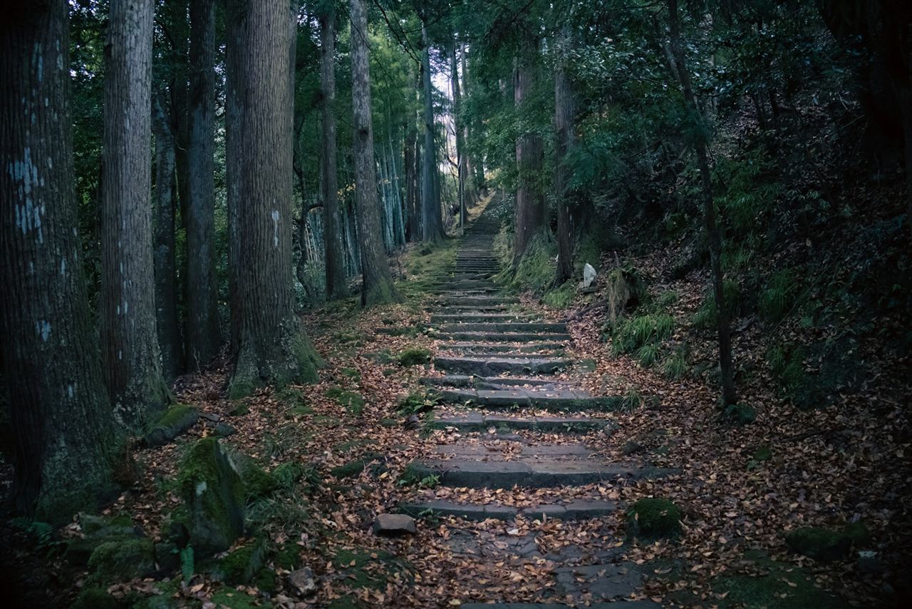 樹林を登る石段の登山道