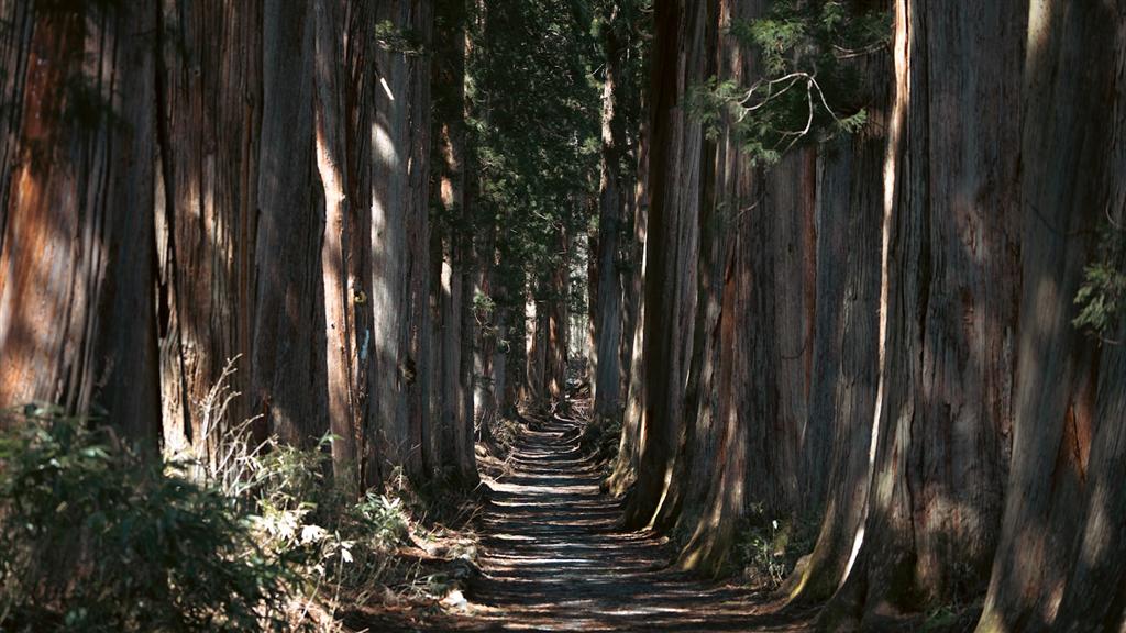 背の高い木々の間を抜ける山道