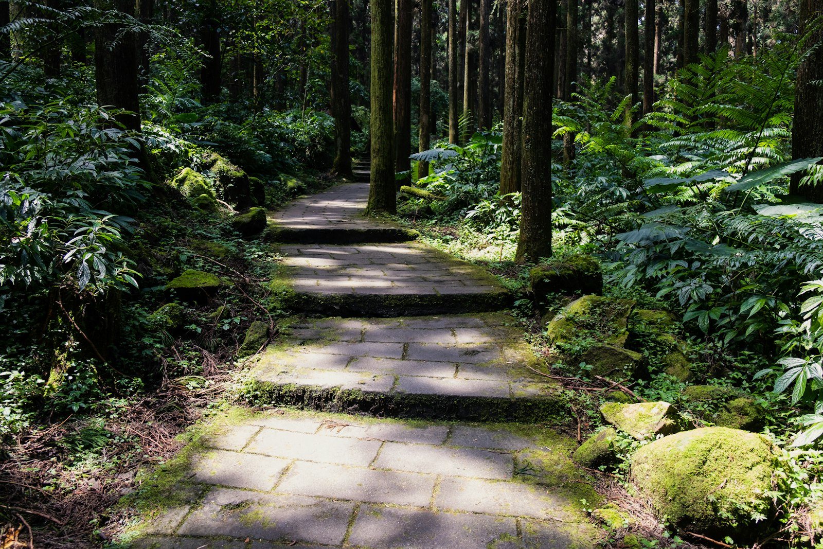 木立の中に続く石畳の道