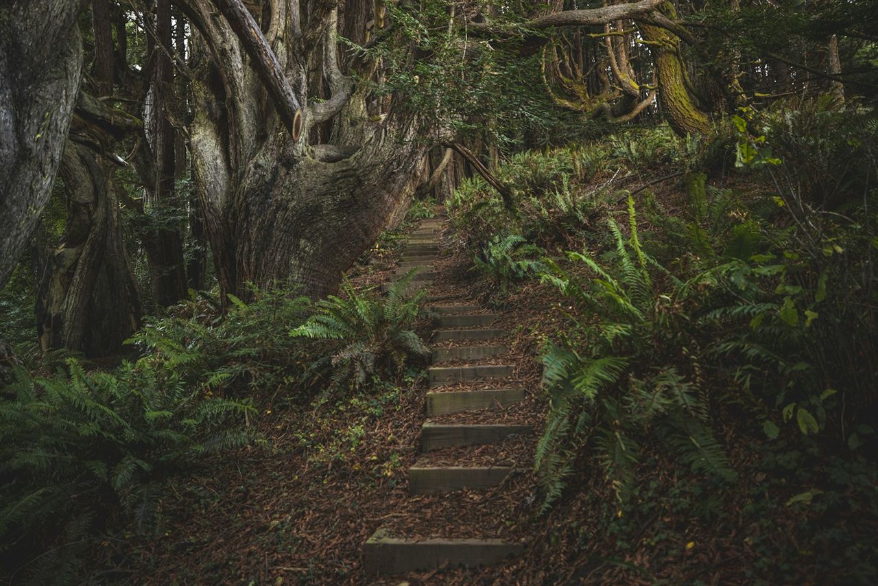 杉木立の中を抜ける登山道
